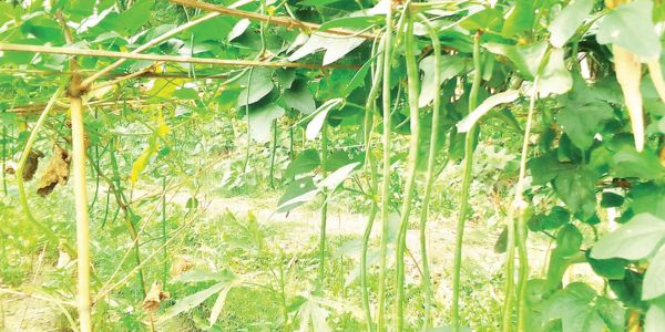 বরবটি চাষে ঝুঁকছেন কৃষক